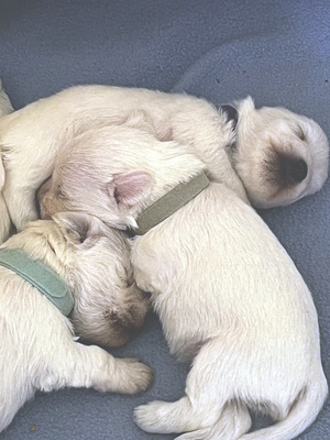 , Zwergschnauzer weiß Welpen - Rüde