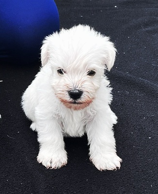 Zwergschnauzer weiß Welpen - Rüde
