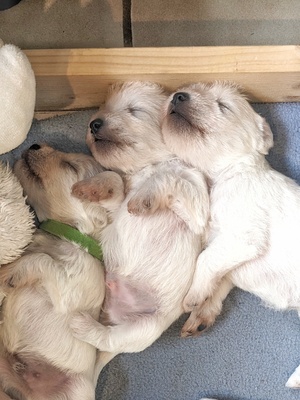 Zwergschnauzer weiß Welpen - Rüde