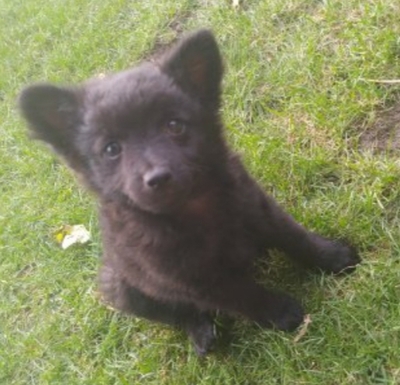 Zwergspitz Mix Hündin - Hündin