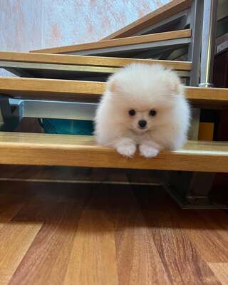 Zwergspitz Welpen - Hündin