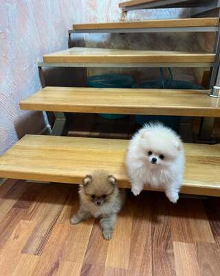 Zwergspitz Welpen - Hündin