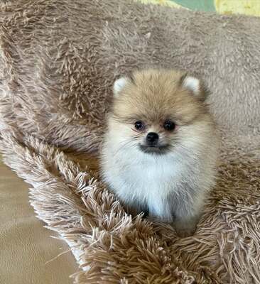 Zwergspitz Welpen - Hündin