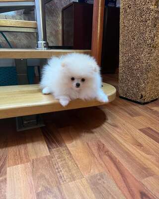 Zwergspitz Welpen - Hündin