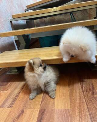 Zwergspitz Welpen - Hündin