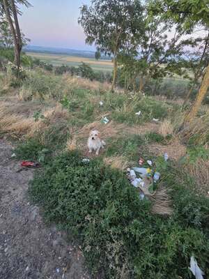 Zwischen Müll und Einsamkeit wartete Toni auf ein kleines Wunder., Mischling - Rüde