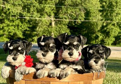 alba,nila,dimo nana, Schnauzer Welpen - Hündin