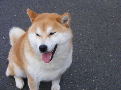 aus Nippons Reich, Shiba Inu Welpen - Rüde