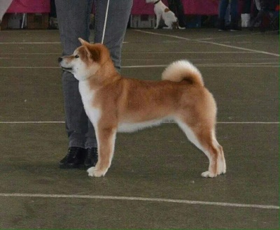 aus Nippons Reich, Shiba Inu Welpen - Rüde