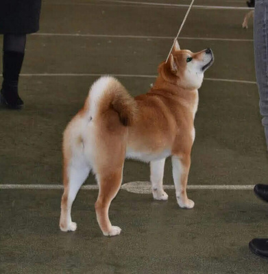 aus Nippons Reich, Shiba Inu Welpen - Rüde