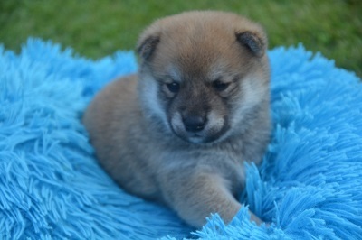 aus Nippons Reich, Shiba Inu Welpen - Rüde