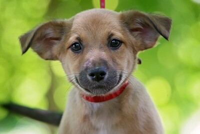 bibi, Mischling Welpen - Hündin