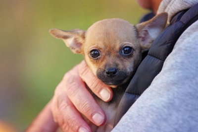 cassidy, Chihuahua / Dackel-Welpe Welpen - Rüde
