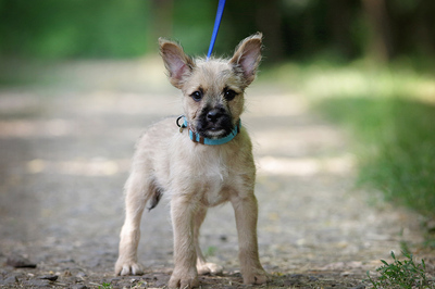 chilli, Mischling Welpen - Rüde