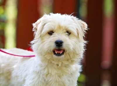 cindy, Mischling - Hündin