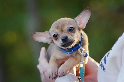 cino, Chihuahua / Dackel-Welpe Welpen - Rüde