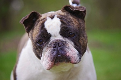 cleo, FRANZÖSISCHE BULLDOGGE - Hündin