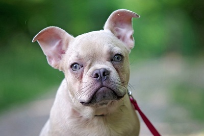 cookie, FRANZÖSISCHE BULLDOGGE Welpen - Hündin