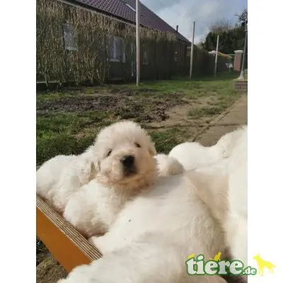 di Cirksena, Maremmaner Hirtenhund Welpen - Hündin