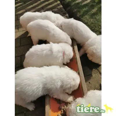 di Cirksena, Maremmaner Hirtenhund Welpen - Hündin