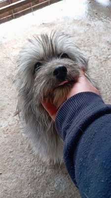 die kleine Fizzy verzaubert alle mit ihren großen Kulleraugen, Mischling - Hündin