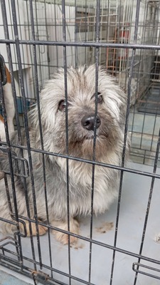 die kleine Fizzy verzaubert alle mit ihren großen Kulleraugen, Mischling - Hündin