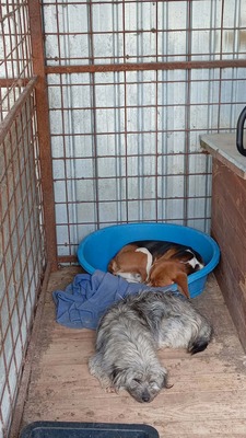 die kleine Fizzy verzaubert alle mit ihren großen Kulleraugen, Mischling - Hündin