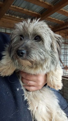 die kleine Fizzy verzaubert alle mit ihren großen Kulleraugen, Mischling - Hündin