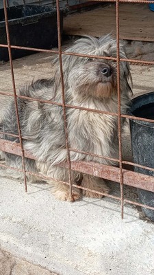 die kleine Fizzy verzaubert alle mit ihren großen Kulleraugen, Mischling - Hündin