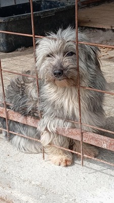 die kleine Fizzy verzaubert alle mit ihren großen Kulleraugen, Mischling - Hündin