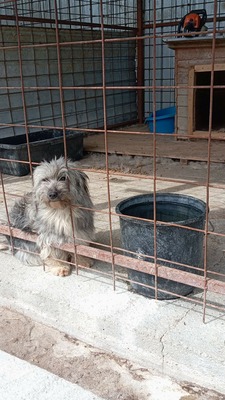 die kleine Fizzy verzaubert alle mit ihren großen Kulleraugen, Mischling - Hündin