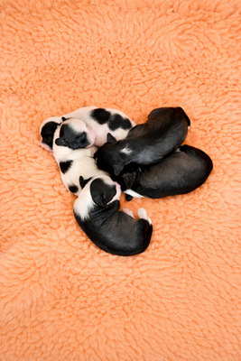 div. Namen mit O, Chinesischer Schopfhund Hairless-Schlag Welpen - Rüde