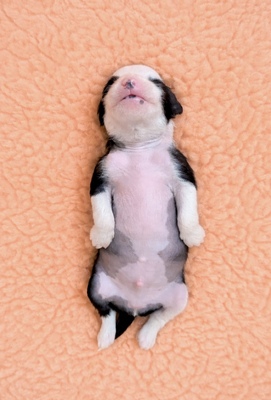 div. Namen mit O, Chinesischer Schopfhund Hairless-Schlag Welpen - Rüde