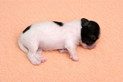 div. Namen mit O, Chinesischer Schopfhund Hairless-Schlag Welpen - Rüde