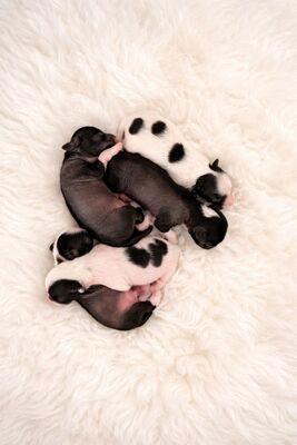 div. Namen mit O, Chinesischer Schopfhund Hairless-Schlag Welpen - Rüde