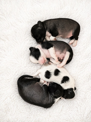 div. Namen mit O, Chinesischer Schopfhund Hairless-Schlag Welpen - Rüde