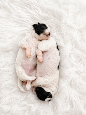 div. Namen mit O, Chinesischer Schopfhund Hairless-Schlag Welpen - Rüde