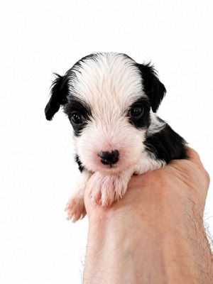 div. Namen mit O, Chinesischer Schopfhund Hairless-Schlag Welpen - Rüde