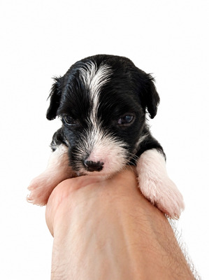 div. Namen mit O, Chinesischer Schopfhund Hairless-Schlag Welpen - Rüde