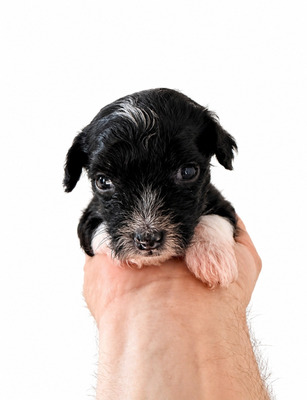 div. Namen mit O, Chinesischer Schopfhund Hairless-Schlag Welpen - Rüde