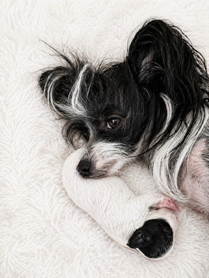 div. Namen mit O, Chinesischer Schopfhund Hairless-Schlag Welpen - Rüde