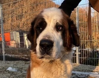 freundliche Brienne, Moskauer Wachhund - Hündin