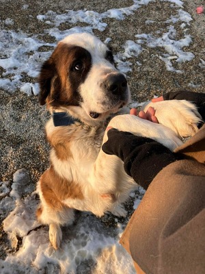 freundliche Brienne, Moskauer Wachhund - Hündin