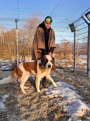 freundliche Brienne, Moskauer Wachhund - Hündin