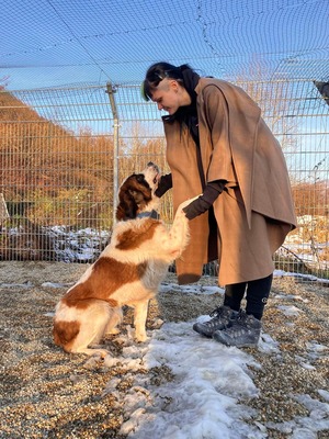 freundliche Brienne, Moskauer Wachhund - Hündin