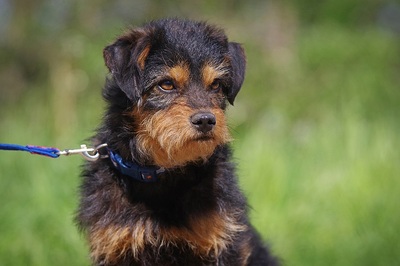 jenzi, Mischlingsrüde - Rüde