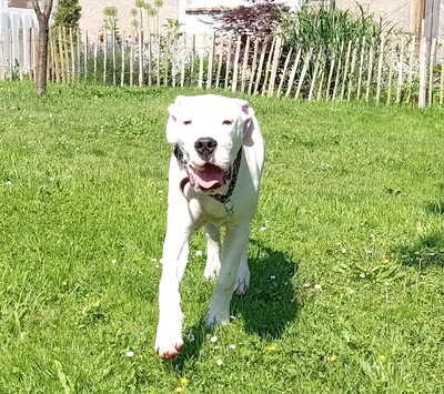 junger Dogo Argentino Rüde, Dogo-Argentino - Rüde