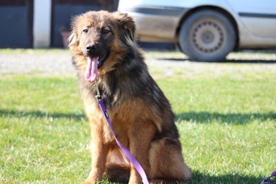 karina, Mischling - Hündin