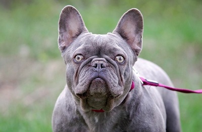 kathrin /(kitty), Bulldoggen - Hündin