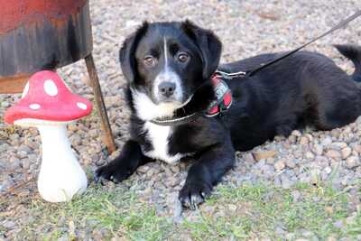 katzenlieber Welpenbub Brick, in Franken in Pflege, sucht tierliebe Adoption, Mischling Welpen - Rüde